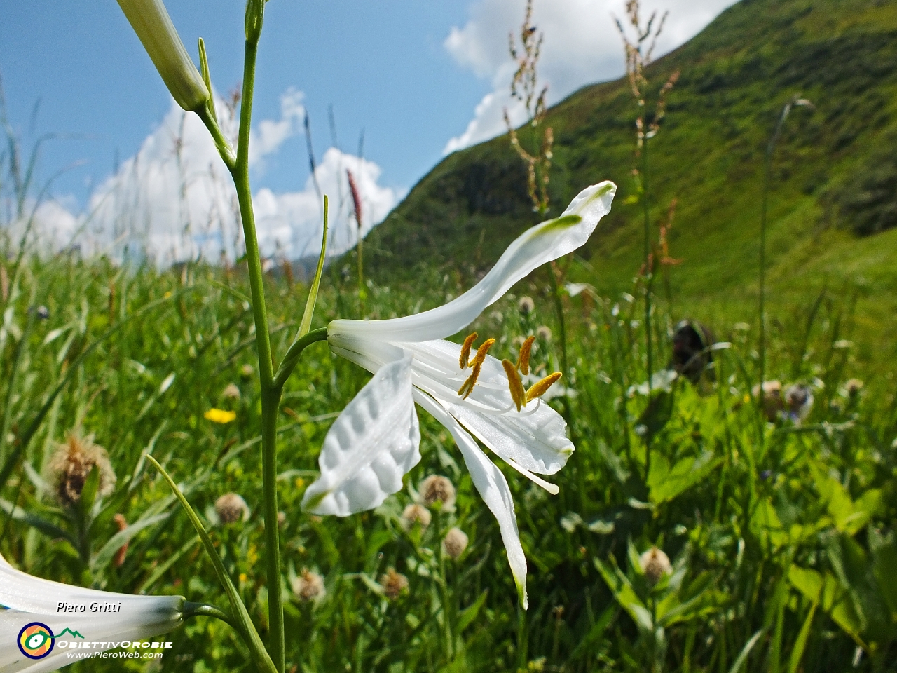 33 Giglio di monte.JPG